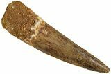 Fossil Spinosaurus Tooth - Real Dinosaur Tooth #227254-1